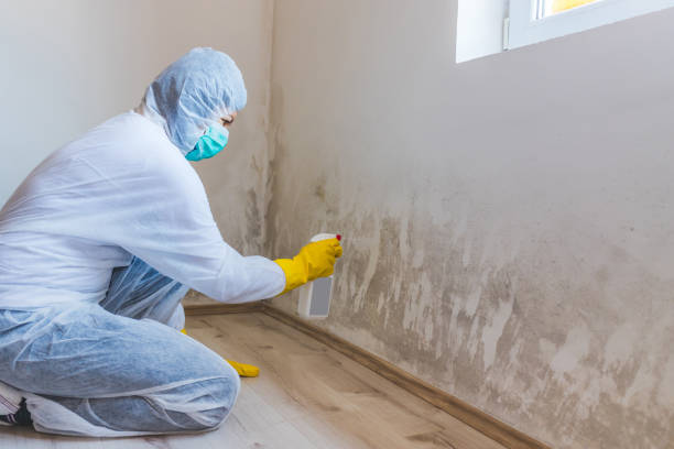 Licensed Black Mold Remediation service in Montvale, NJ - Car Mold Remediation