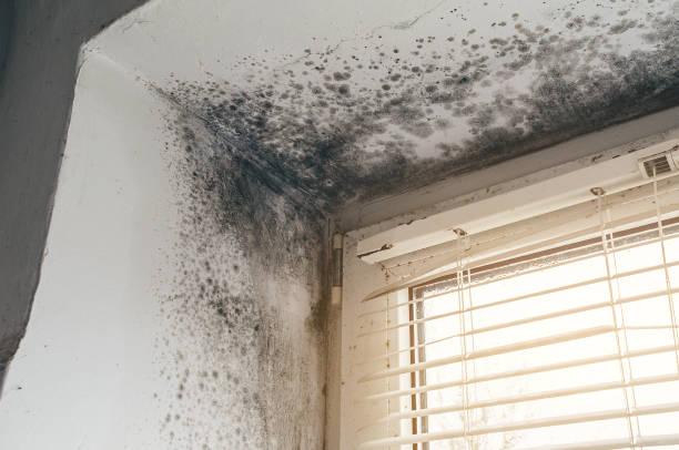 Affordable Black Mold Remediation solutions in Montvale, NJ